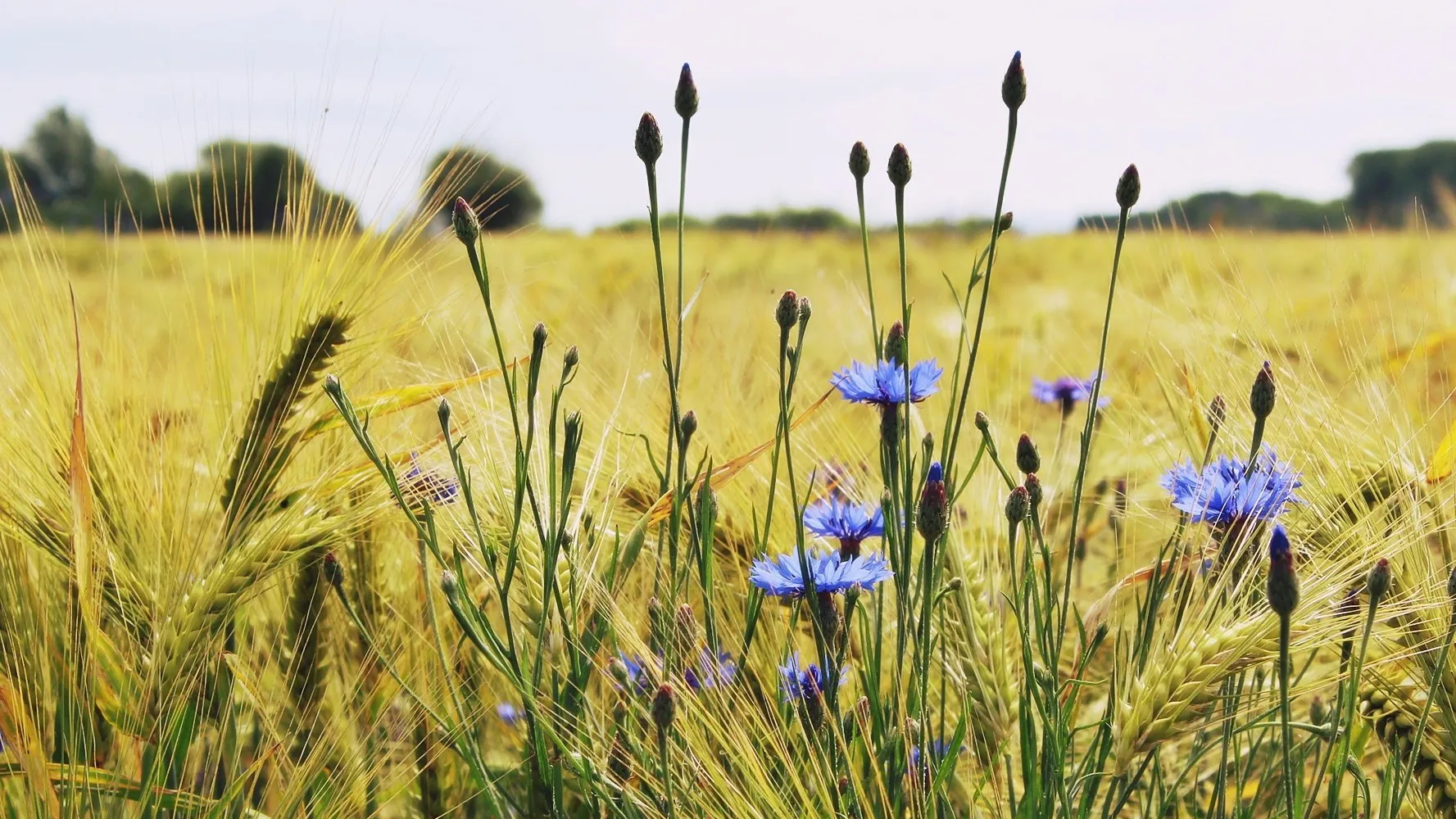Kornblumen_auf_Feld_c._pixabay__3_